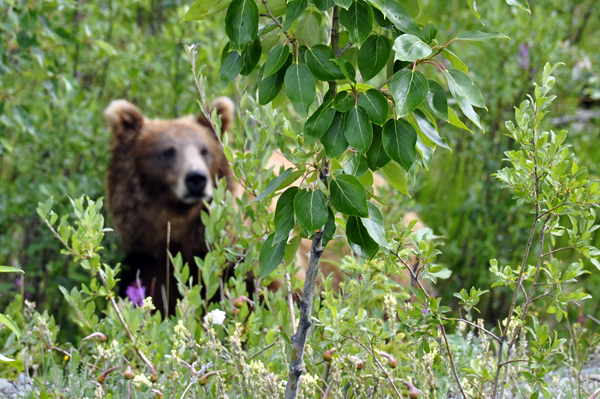 bear cub